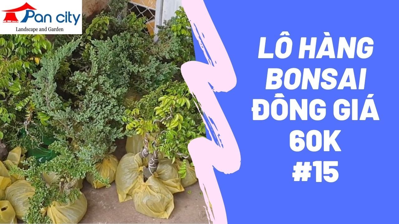 Bonsai Mini #15 | Lô hàng bonsai mini ĐỒNG GIÁ 60K