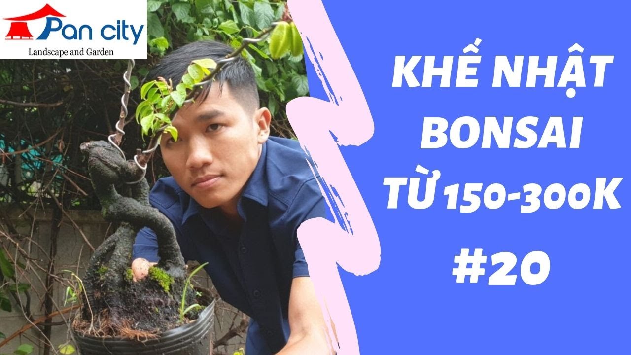 Bonsai Mini | #20 Khế Nhật bonsai chỉ từ 150k-300k