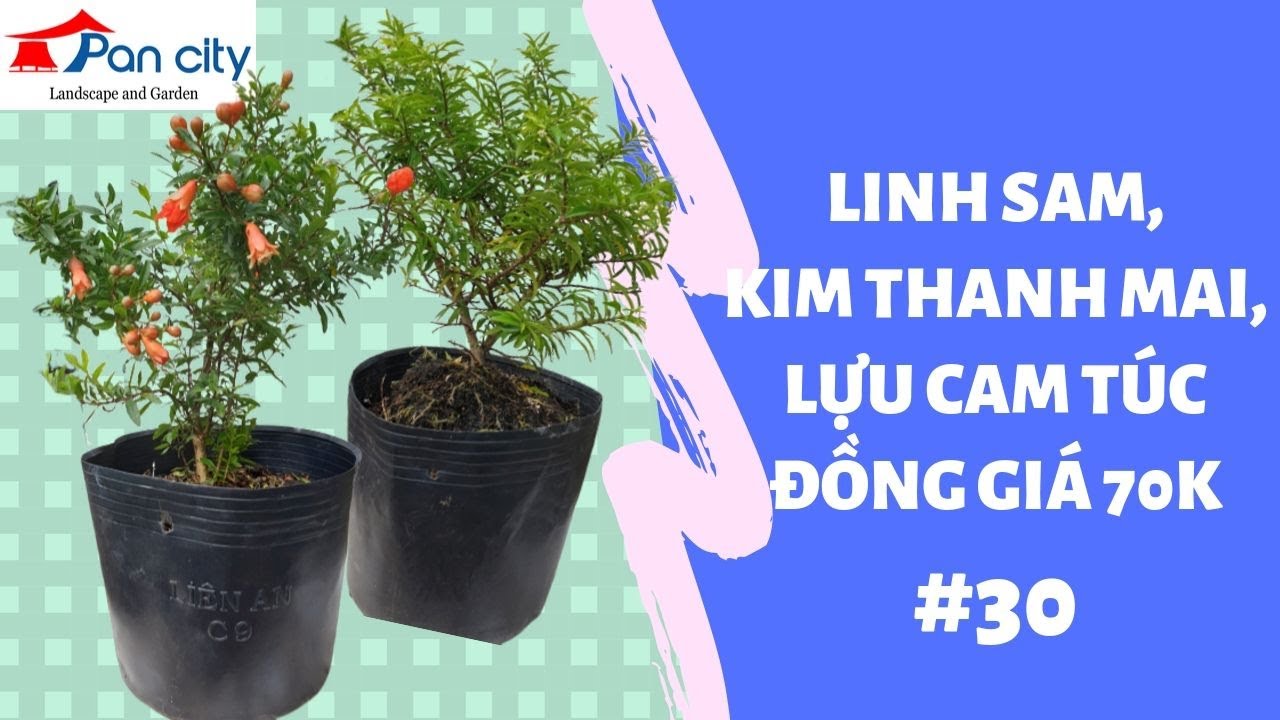 Bonsai Mini #30 | Linh Sam, Kim Thanh Mai, Lựu Cam Túc đồng giá 70k