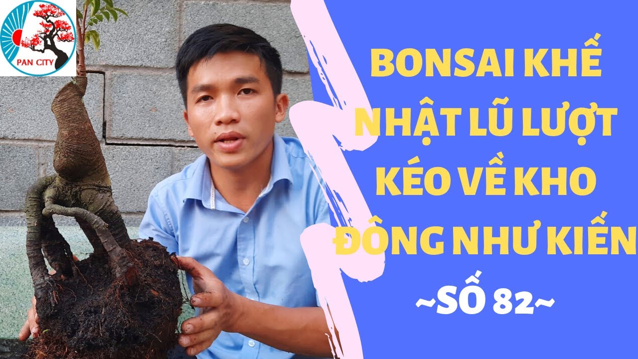 Bonsai Mini số 82 | Bonsai Khế Nhật lũ lượt kéo về kho đông như kiến | Pan City