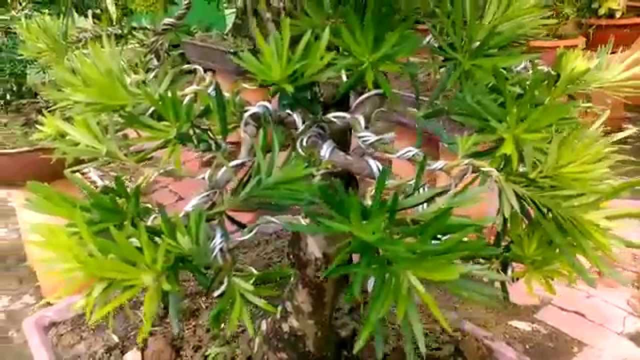 Bonsai branch structures 3 (Podocarpus chinensis Bonsai)