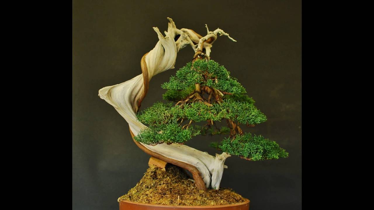 Bonsai đẹp nhất thế giới 23 (The best of Bonsai trees 23, Inspiration Bonsai)