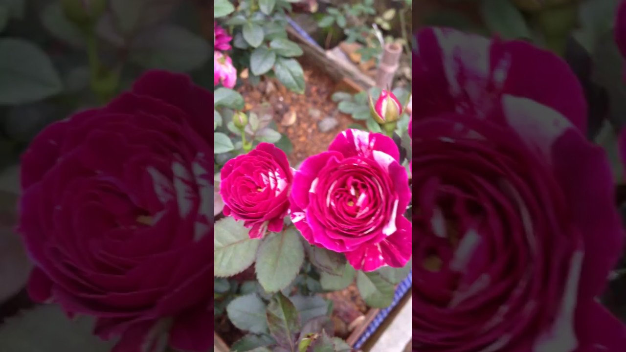 Bonsai hoa hồng chuẩn rose garden