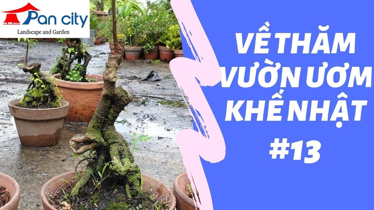 Bonsai mini #13 | Về thăm vườn ươm Khế Nhật bonsai mini