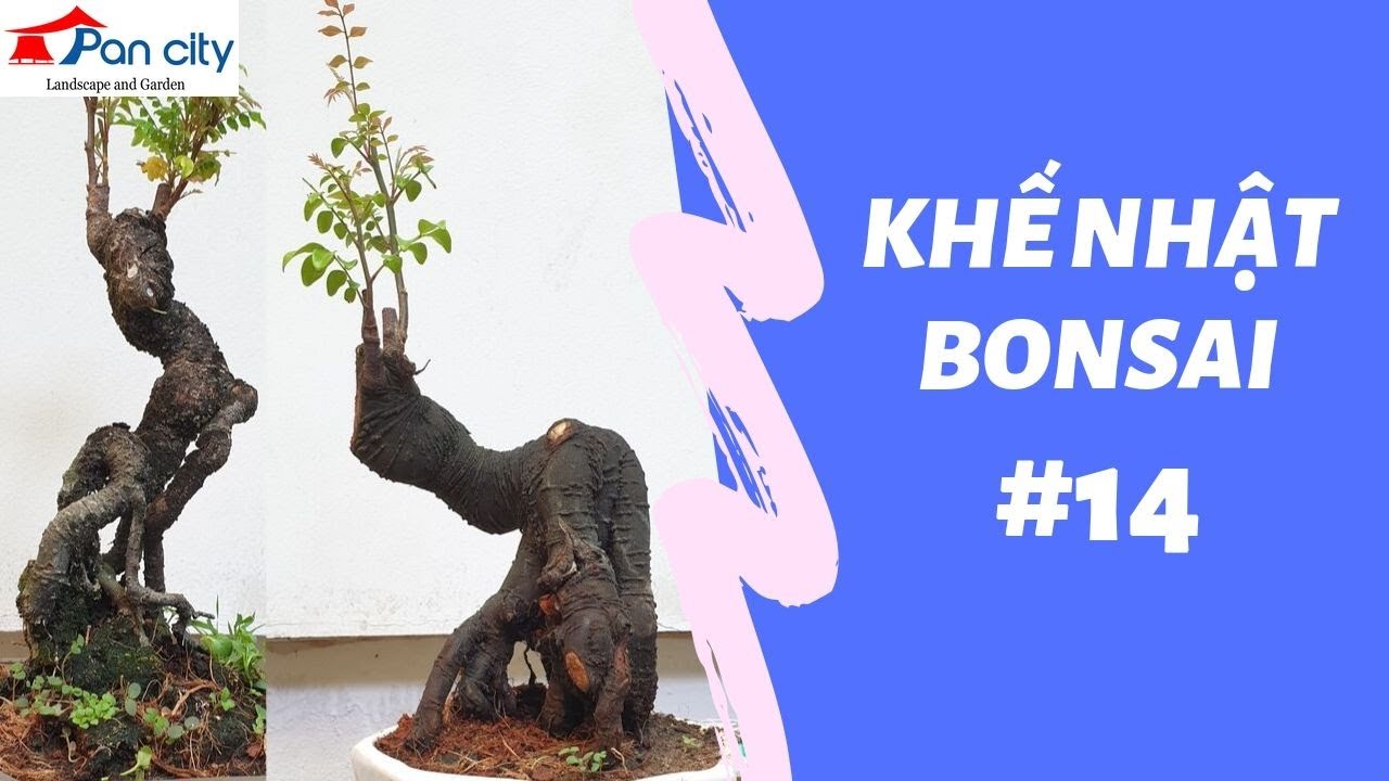 Bonsai mini #14 | Khế Nhật 350k giảm còn 300k dáng đẹp