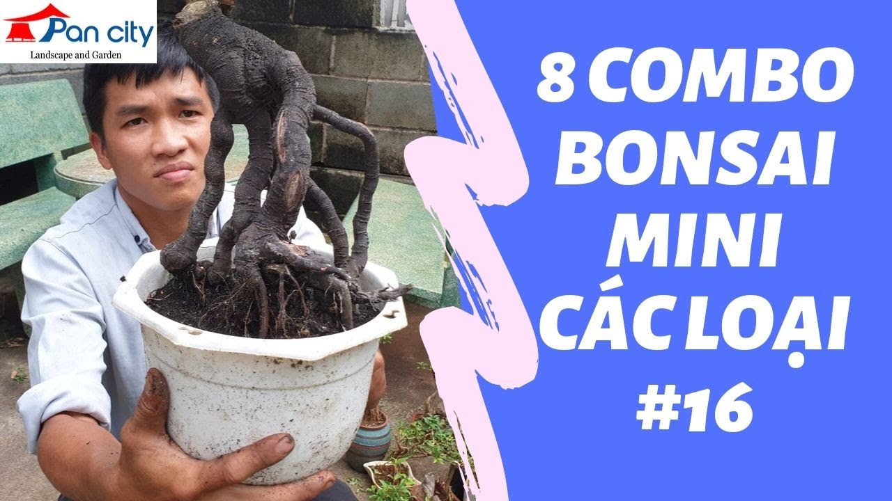 Bonsai mini #16 | Giao lưu cùng anh em 8 Combo bonsai các loại