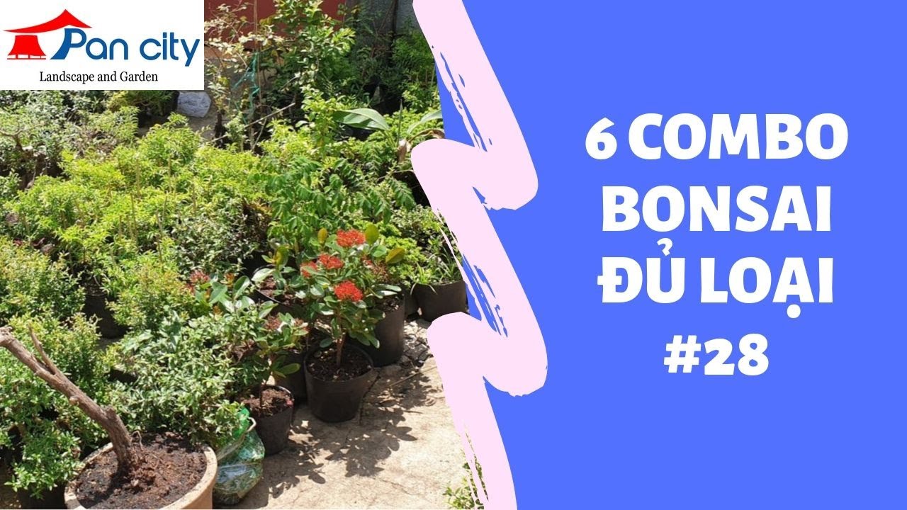 Bonsai mini #28 | Tiếp tục 6 combo bonsai đủ loại