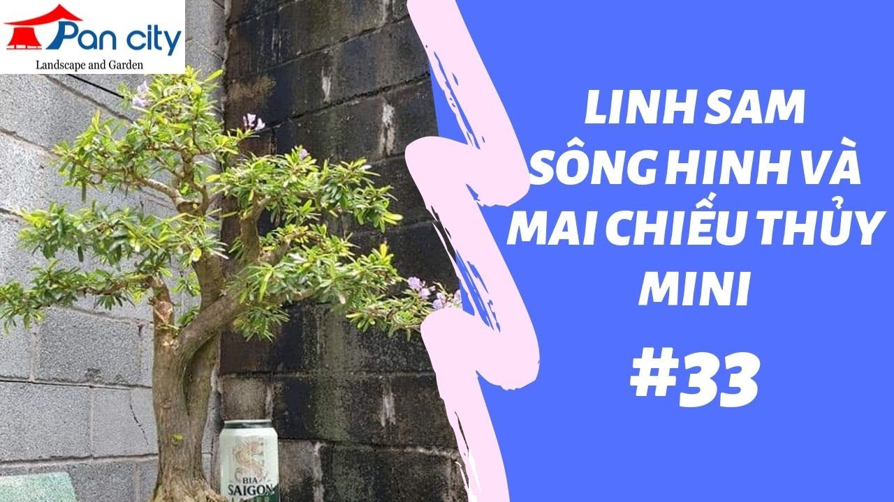 Bonsai mini #33 | Nhà Vườn Tiếp Tục Linh Sam Sông Hinh Và Mai Chiếu Thủy MiNi