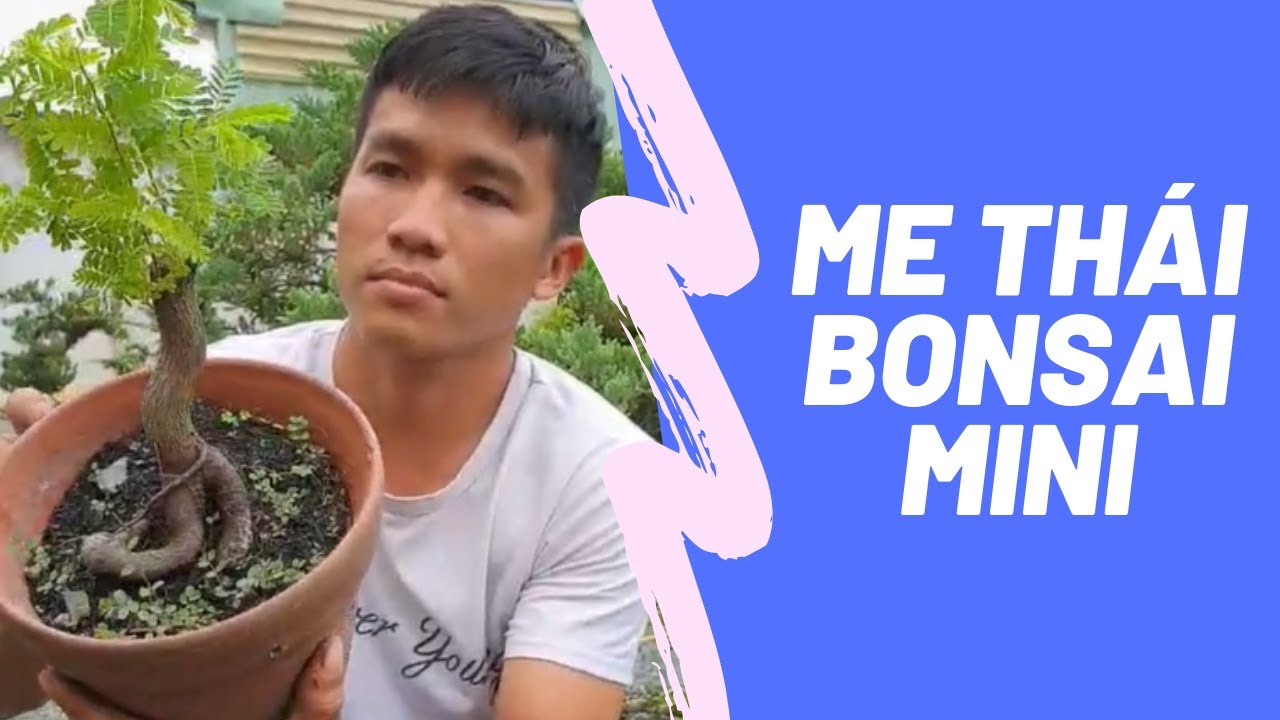 Bonsai mini | #5 Me Thái