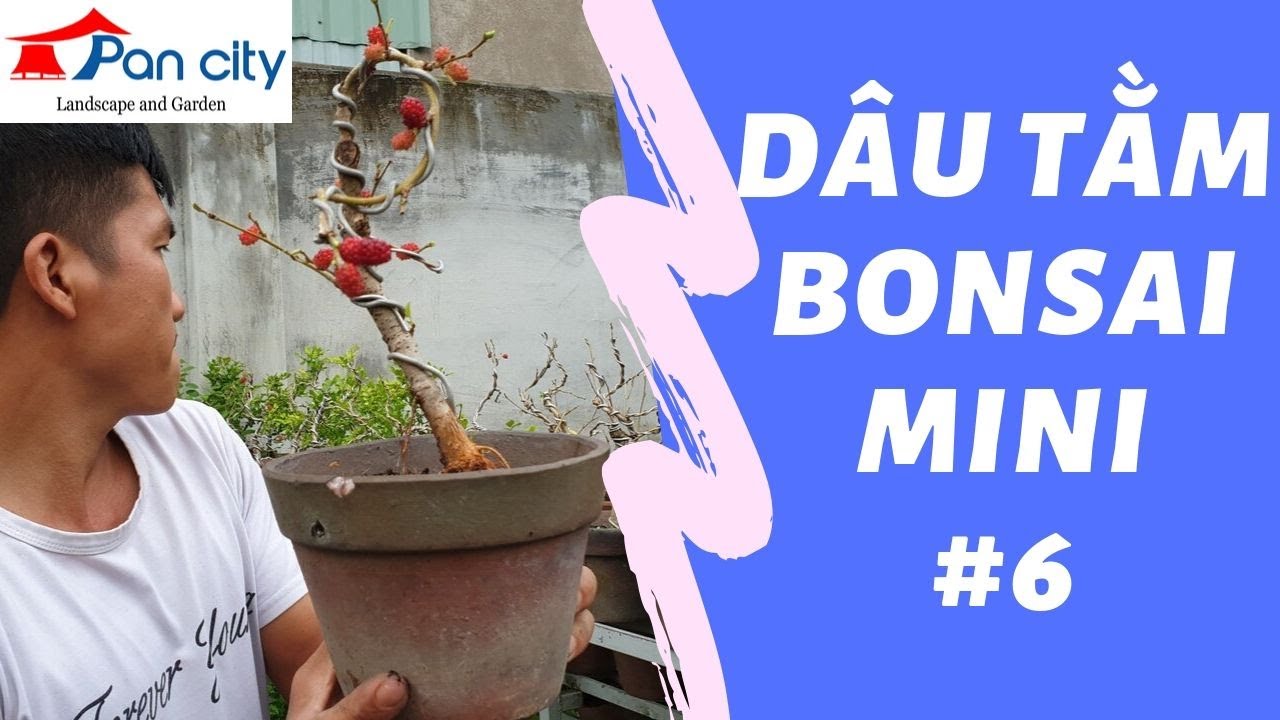 Bonsai mini #6 | Dâu tằm bonsai