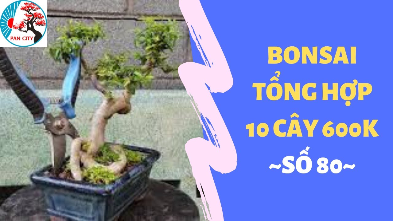 Bonsai mini số 80 | Bonsai tổng hợp 10 cây 600k | Pan City