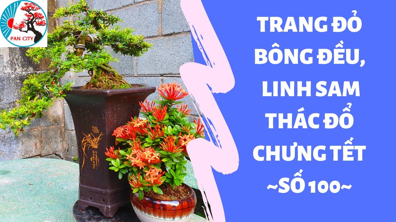 Bonsai số 100 | Trang đỏ, Linh Sam thác đổ chưng Tết, khế gân, kim quýt giảm giá đầu năm | Pan City