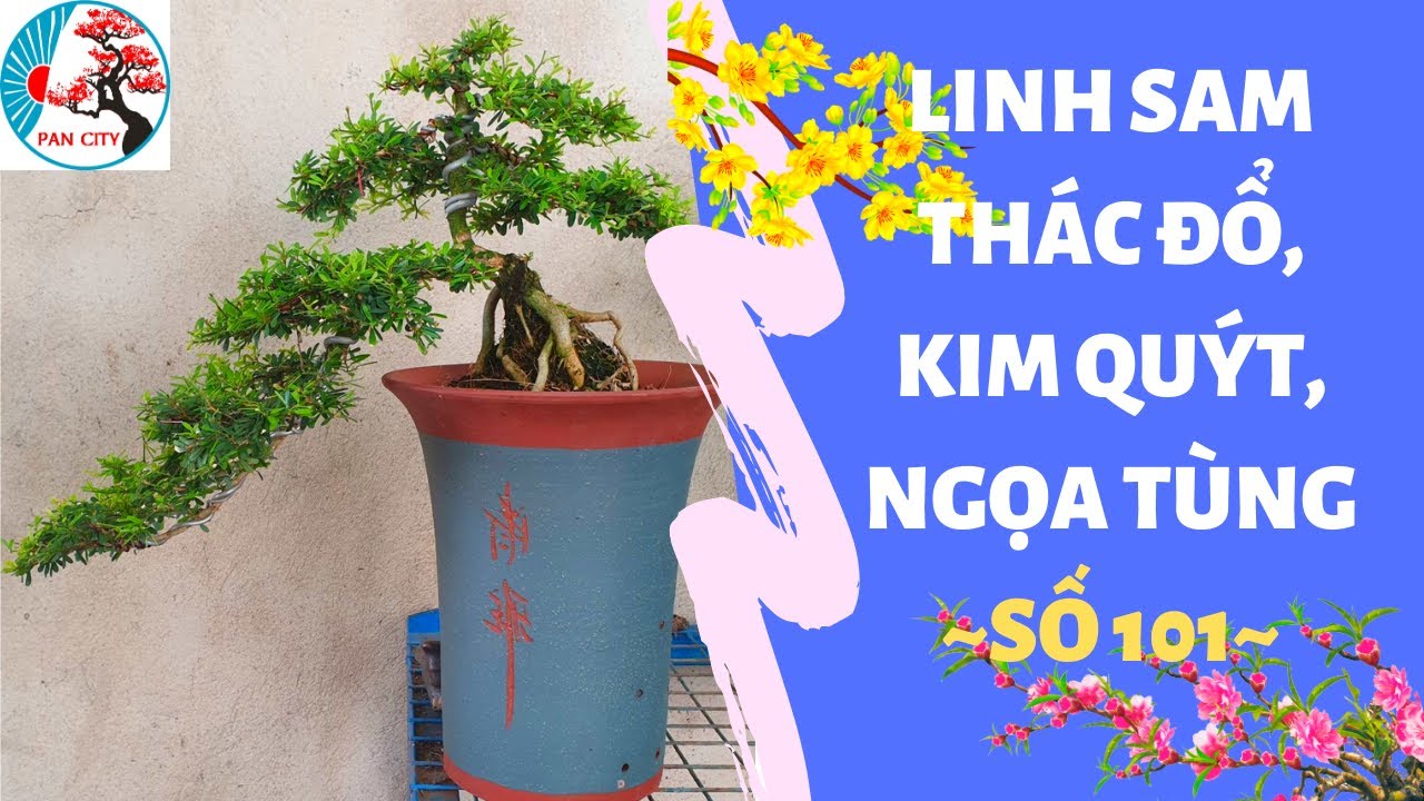 Bonsai số 101 | Báo giá bonsai Vườn Thủ Đức có Linh Sam thác đổ, Kim Quýt, Ngọa Tùng....| Pan City