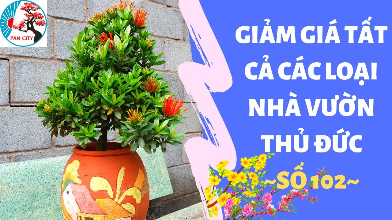 Bonsai số 102 | Giảm giá tất cả các loại bonsai nhà vườn Thủ Đức ngày 4 tháng 1 | Pan City