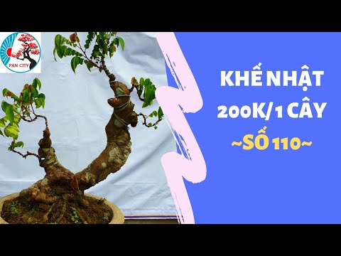 Bonsai số 110 | Lên sóng 8 combo bonsai ngày 12 tháng 2 có nhiều cây đẹp | Pan City