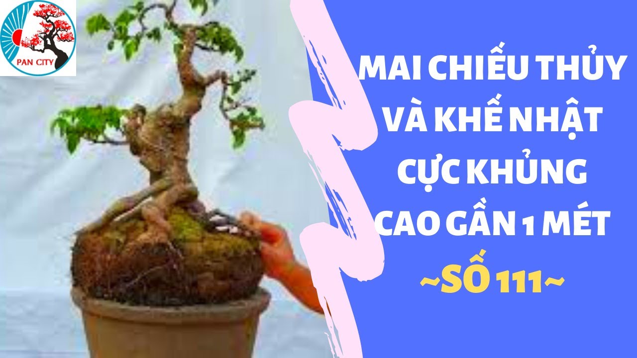 Bonsai số 111 | Mai chiếu thủy và khế Nhật hàng khủng cao gần 1 mét và 2 lô mini tổng hợp | Pan City