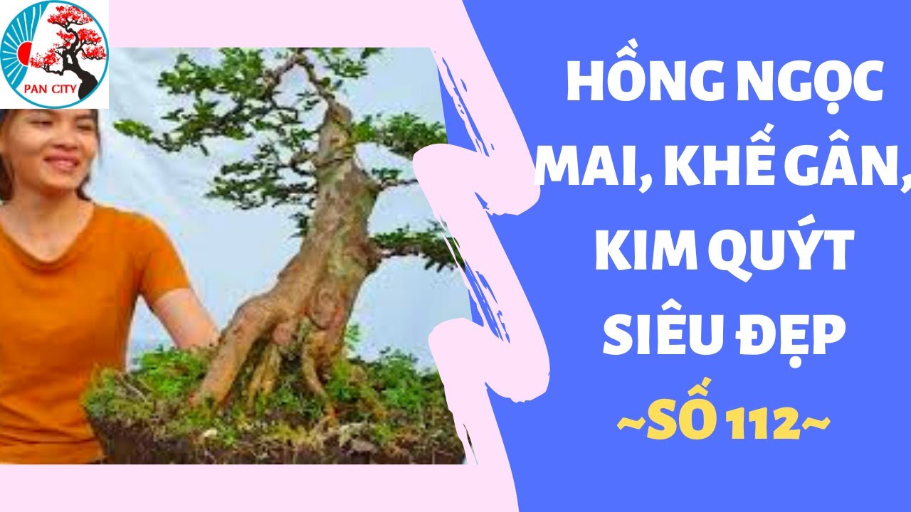 Bonsai số 112 | Lê sóng 15 lô bonsai có hồng ngọc mai, khế gân, kim quýt siêu đẹp | Pan City