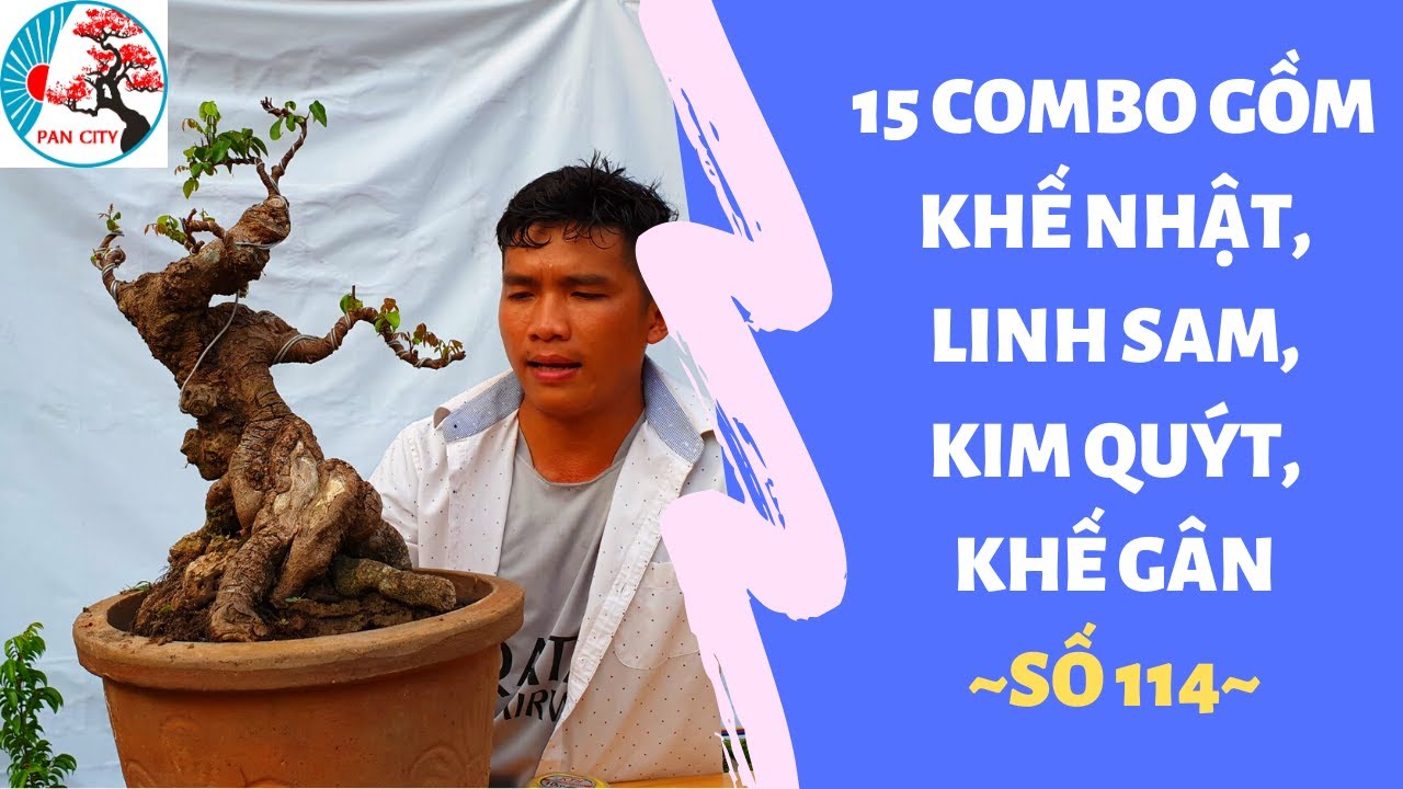 Bonsai số 114 | Tổng hợp 15 combo rất đa dạng như khế Nhật, linh sam, kim quýt, khế gân...| Pan City