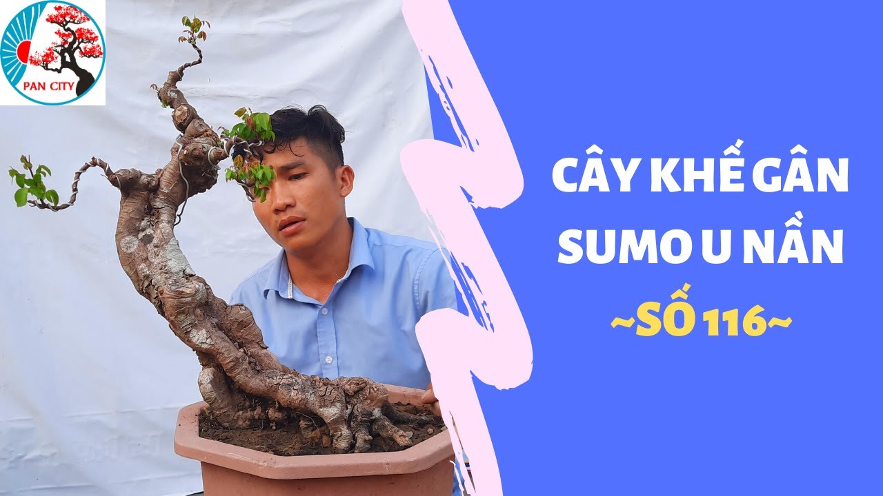 Bonsai số 116 | Cây Khế gân Sumo U nần và kim quýt dáng tự nhiên khó kiếm | Pan City