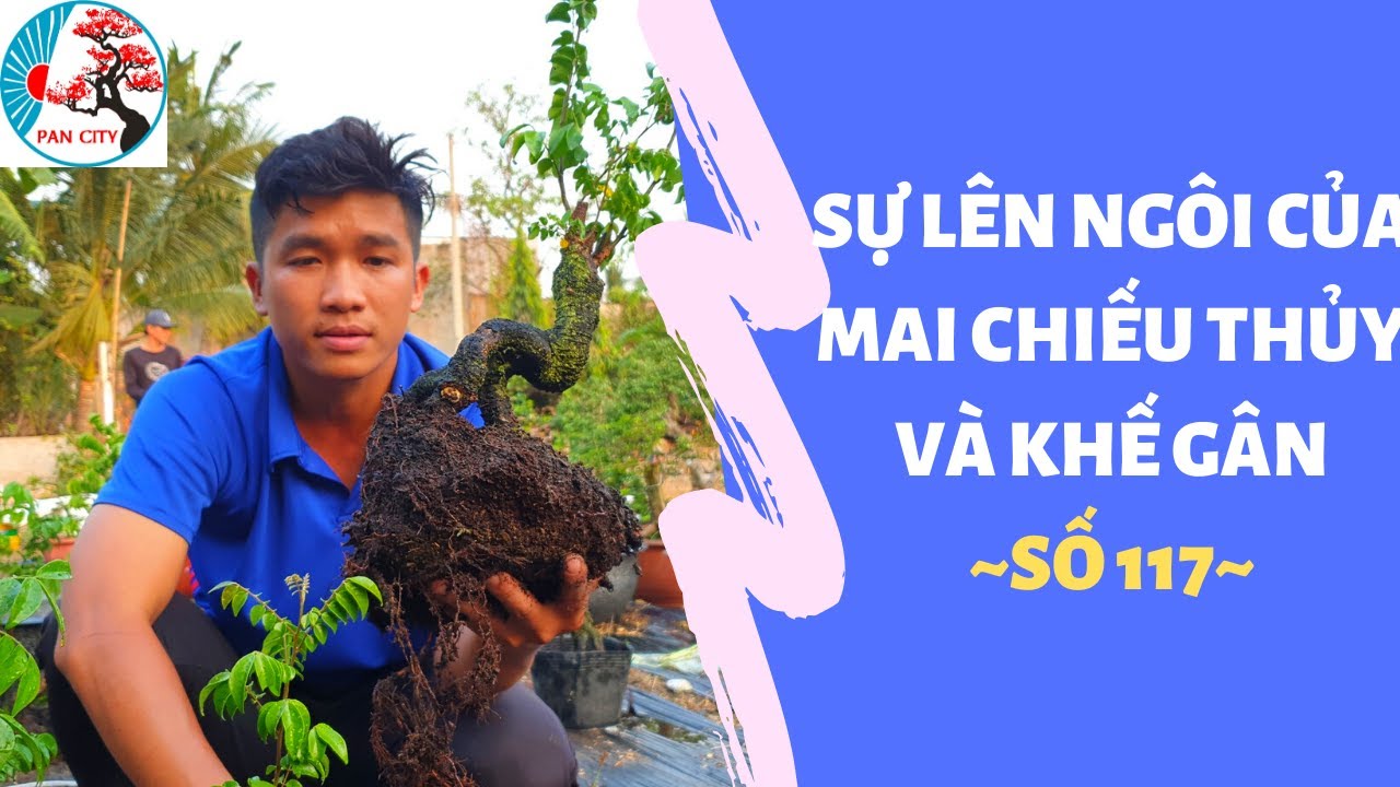 Bonsai số 117 | Sự lên ngôi của mai chiếu thủy và khế gân cùng 13 lô mini giá mềm | PAN CITY