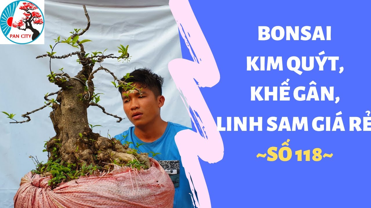 Bonsai số 118 | Báo giá 15 combo bonsai kim quýt, khế gân, linh sam giá rẻ - Pan City