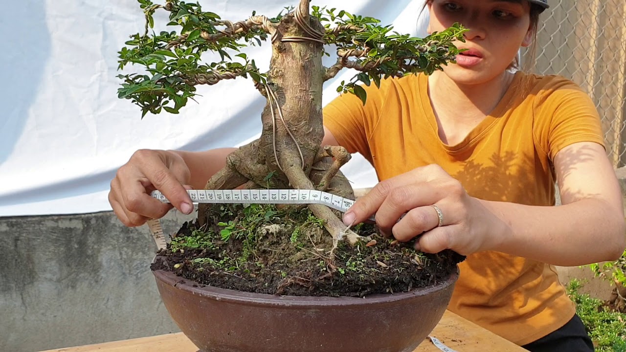 Bonsai số 126 | Tổng hợp 15 lô mini bonsai và mini trung bonsai | 0349678335 | Pan City