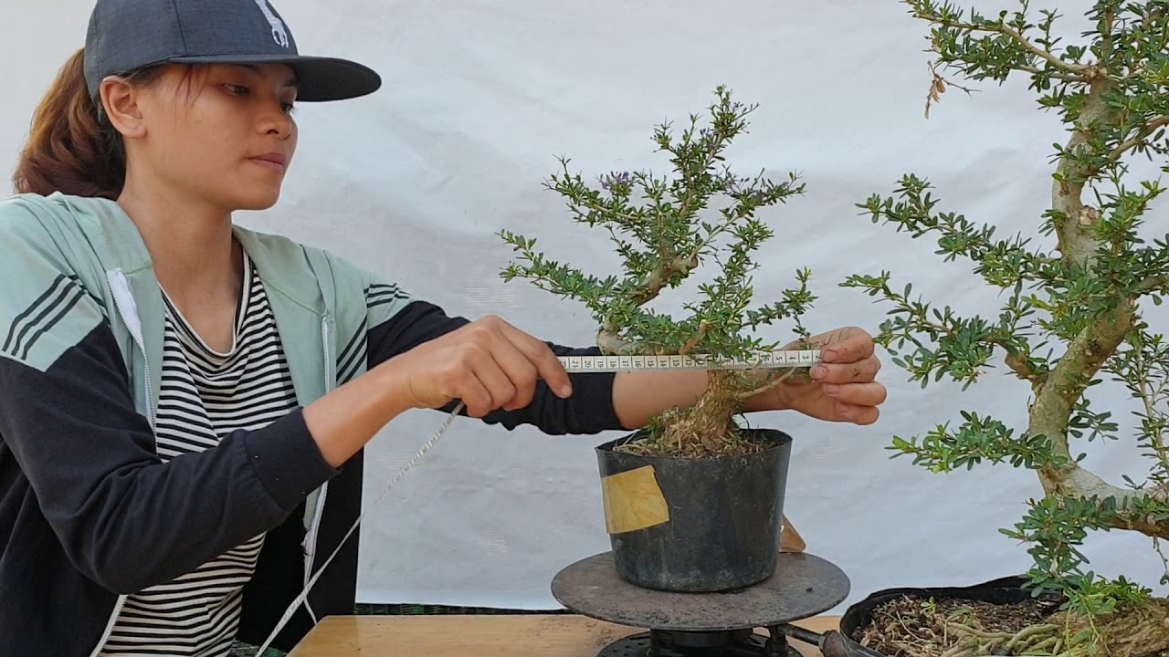 Bonsai số 135 | Hôm nay có Hồng Ngọc Mai loại 90k và Kim quýt thanh lý cho anh em bonsai | Pan City