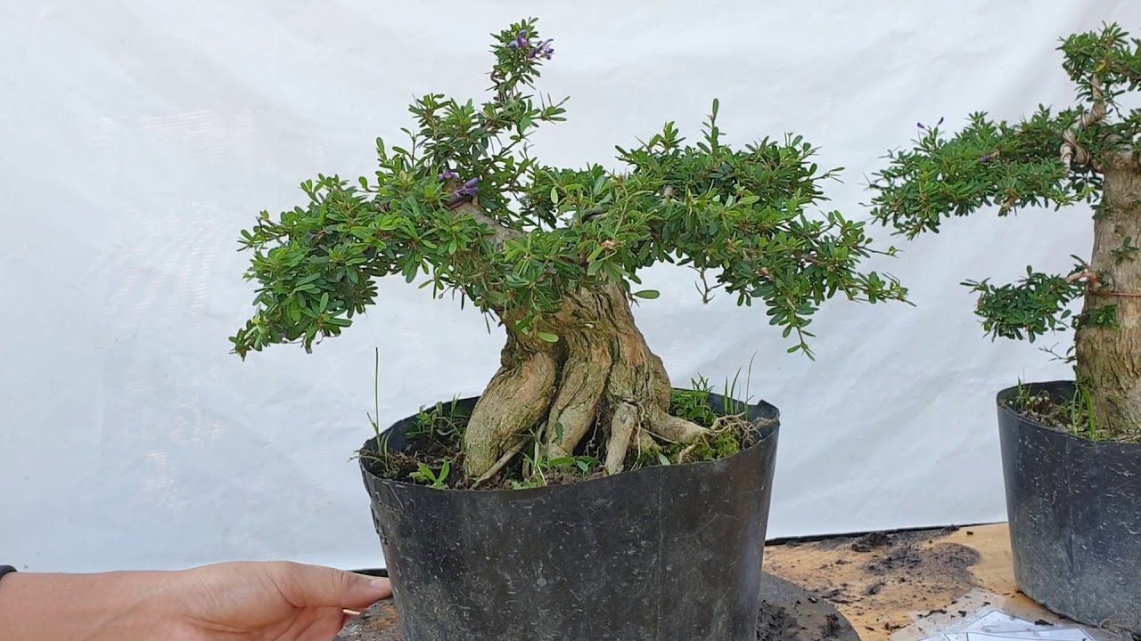 Bonsai số 136 | Báo giá bonsai ngày 14 tháng 3 nhà vườn Sài Gòn | Pan City