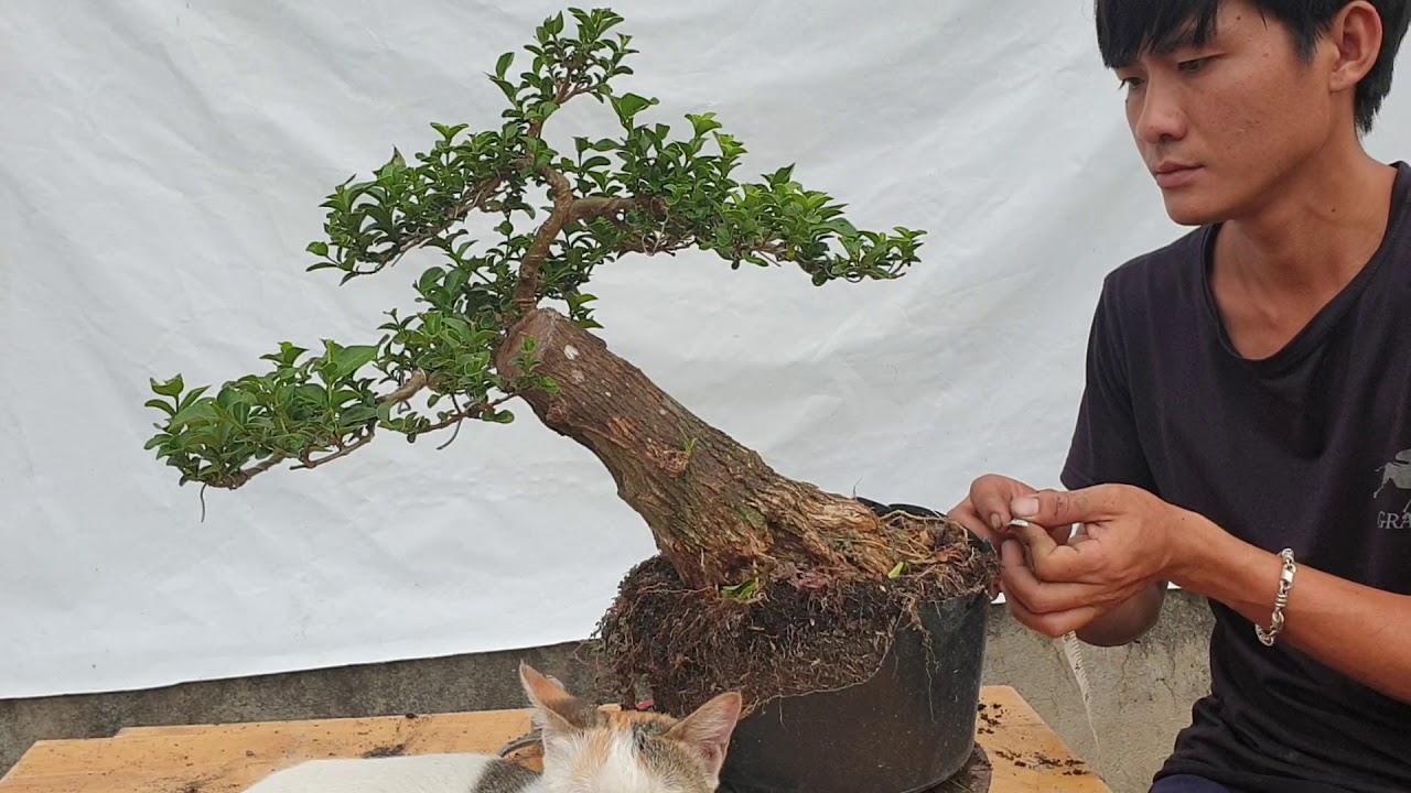 Bonsai số 138 | Hôm nay có Linh sam 86, Khế gân, Mai chiếu thủy, hồng ngọc mai...| Pan City