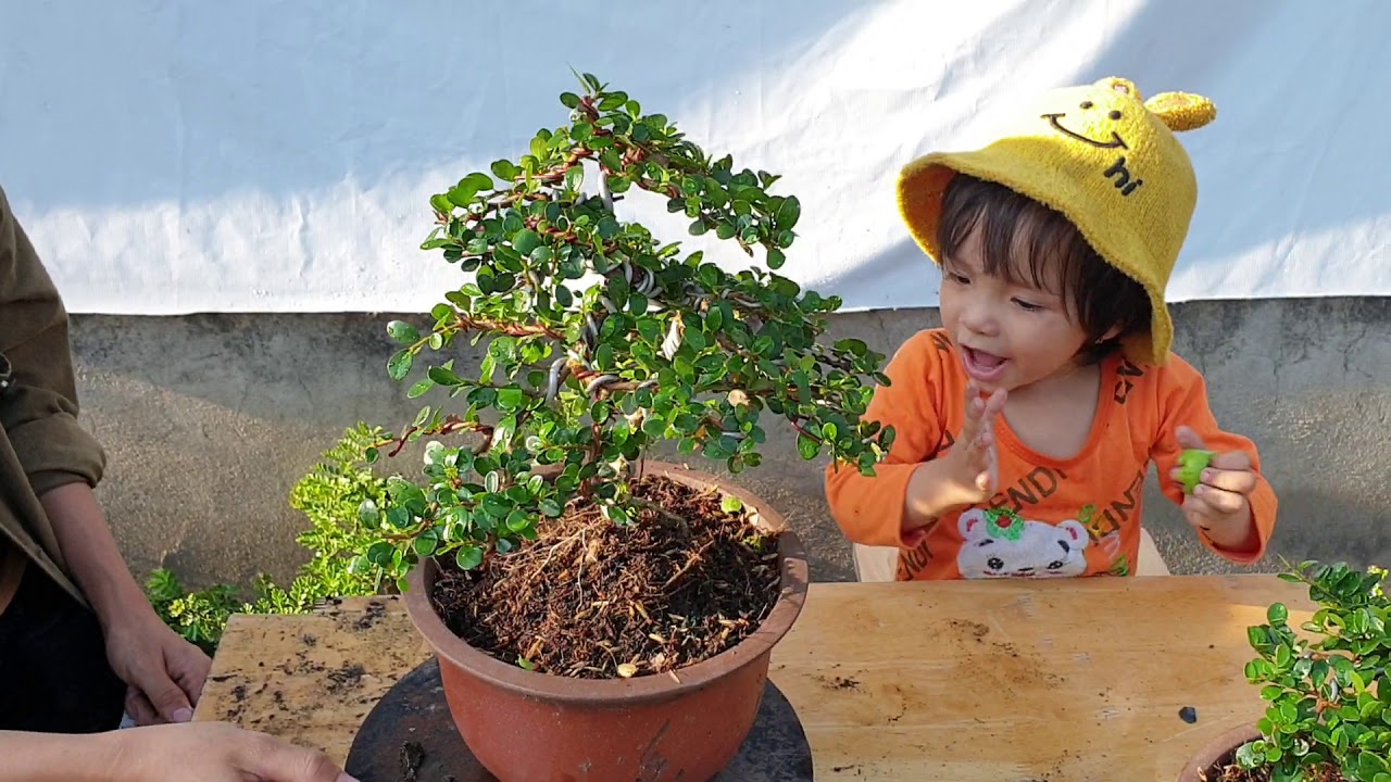 Bonsai số 141 | Báo giá Cặp trang vàng dáng đổ, sam núi, Linh Sam, Me Chua | Pan City