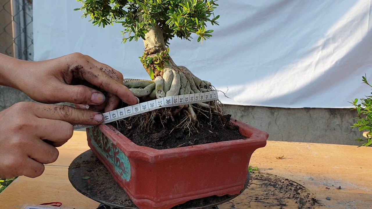 Bonsai số 144 | Cây kiểng về tại Thủ Đức ngày 22 tháng 3 nhiều khế gân và linh sam 86 | Pan City