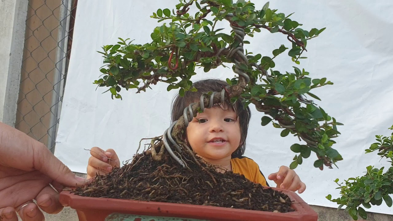 Bonsai số 149 | Me quái bonsai, Khế Nhật, kim thanh mai, linh sam 86, Mai Thái đều đầy đủ | Pan City