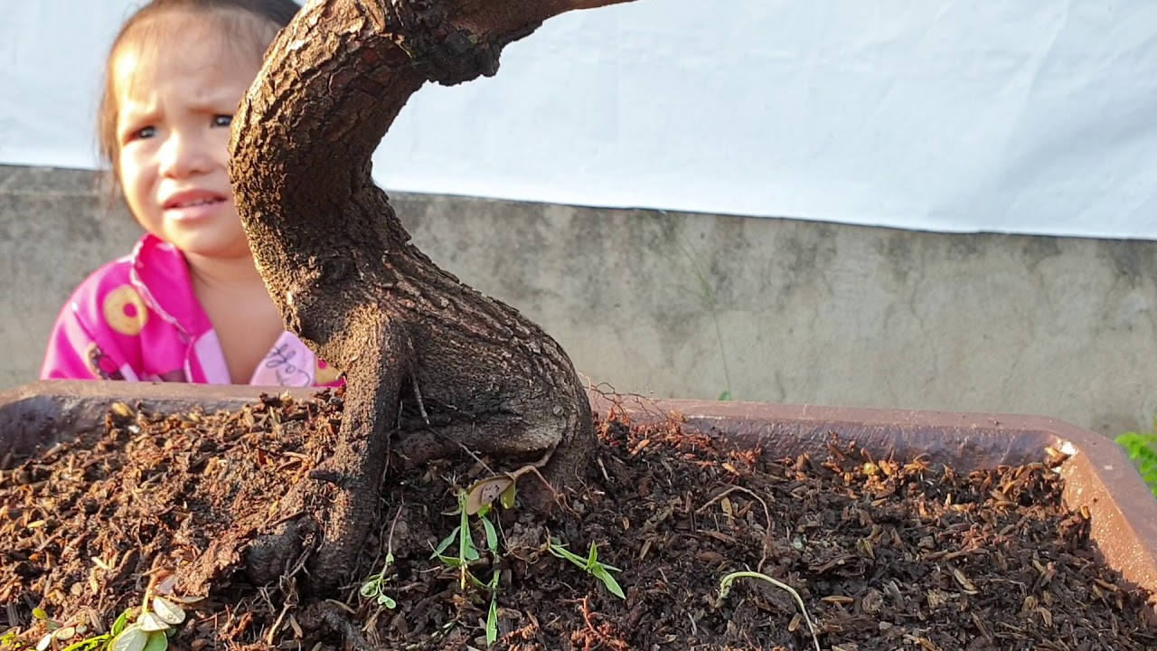 Bonsai số 151 | Báo giá nguyệt quế, linh sam bông trắng, mai thái, me chua....| Pan City