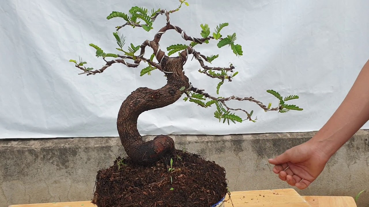 Bonsai số 156 | Chào giá cây kiểng ngày 7 tháng 4 với đầy đủ các loại bonsai bình dân | Pan City