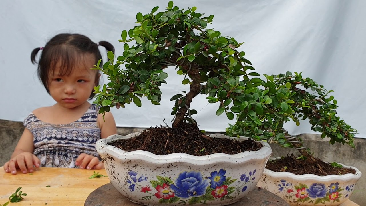 Bonsai số 157 | Báo giá cây khế chua, Linh sam trắng phớt hồng cùng bộ ba sơn liễu | Pan City