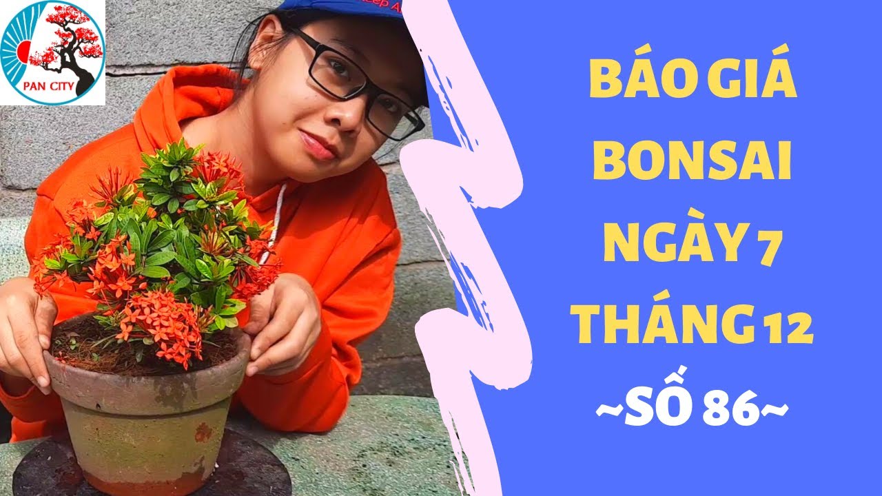 Bonsai số 86 | Báo giá bonsai ngày 7 tháng 12 với nhiều cây đẹp, combo mini chỉ 600k | Pan city