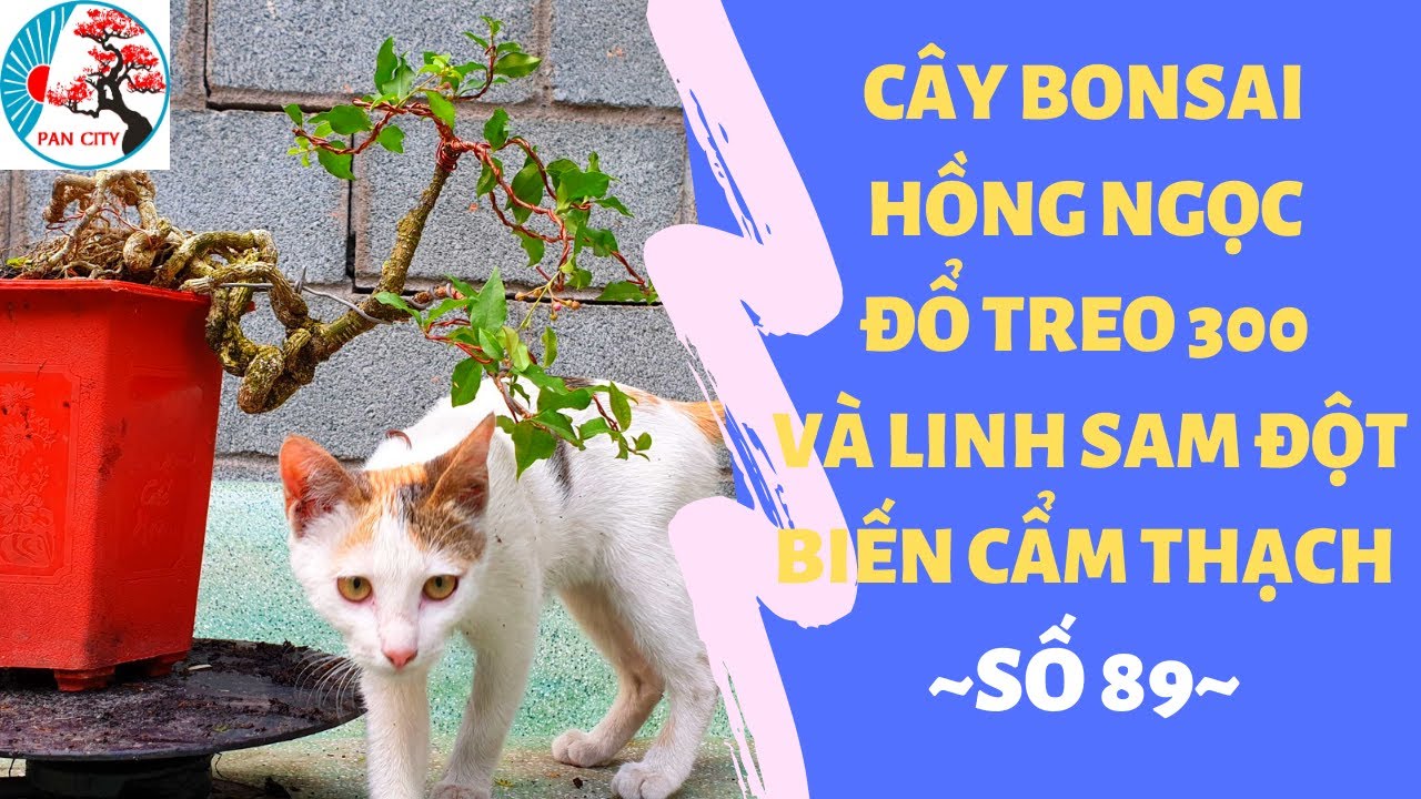 Bonsai số 89 | Cây bonsai hồng ngọc đổ treo 300k và linh sam đột biến cẩm thạch | Pan City