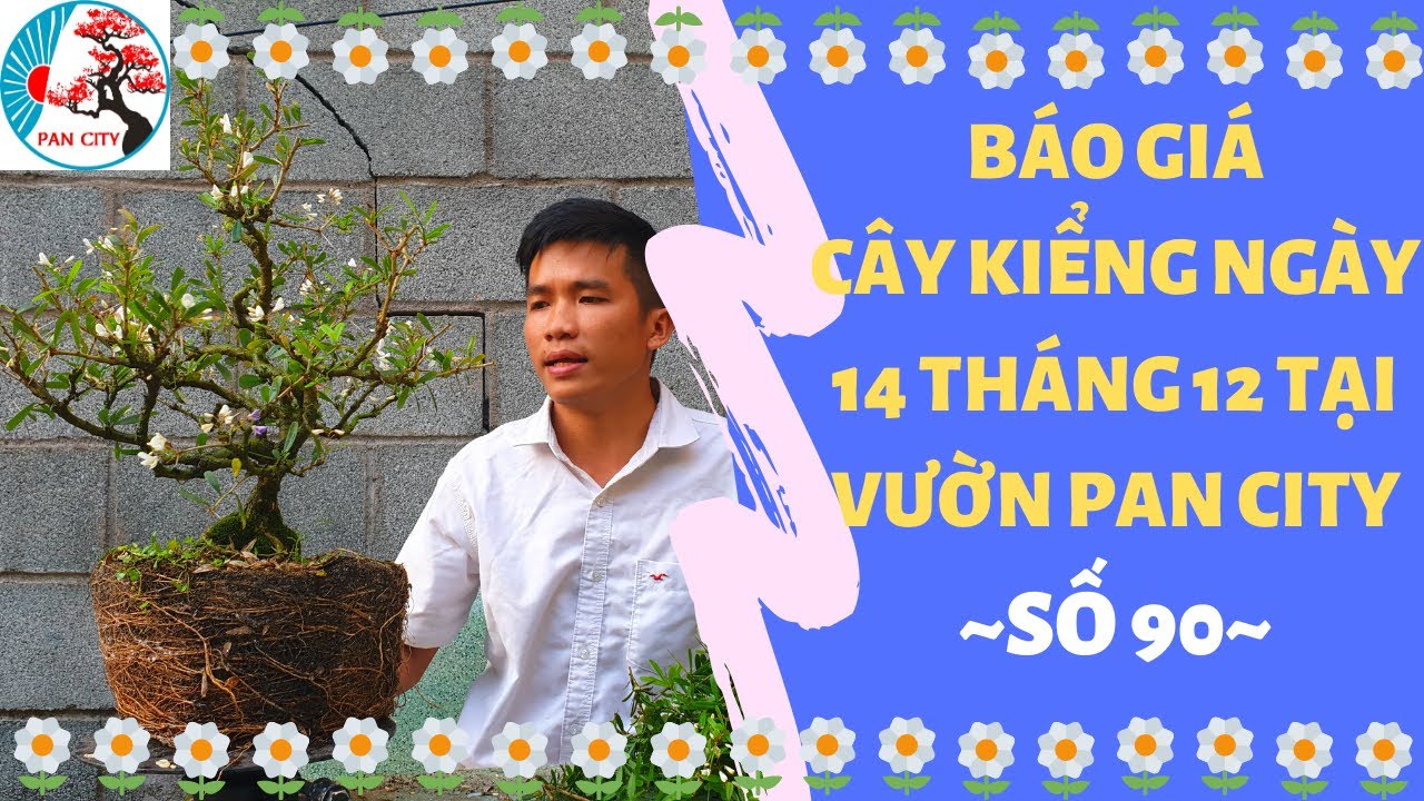 Bonsai số 90 | Báo giá cây kiểng ngày 14 tháng 12 tại vườn Pan City - ĐT/Zalo: 0349678335