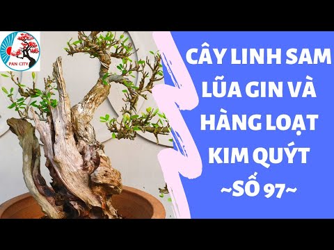 Bonsai số 97 | Cây Linh Sam Lũa Rin và hàng loạt Kim Quýt | Pan City