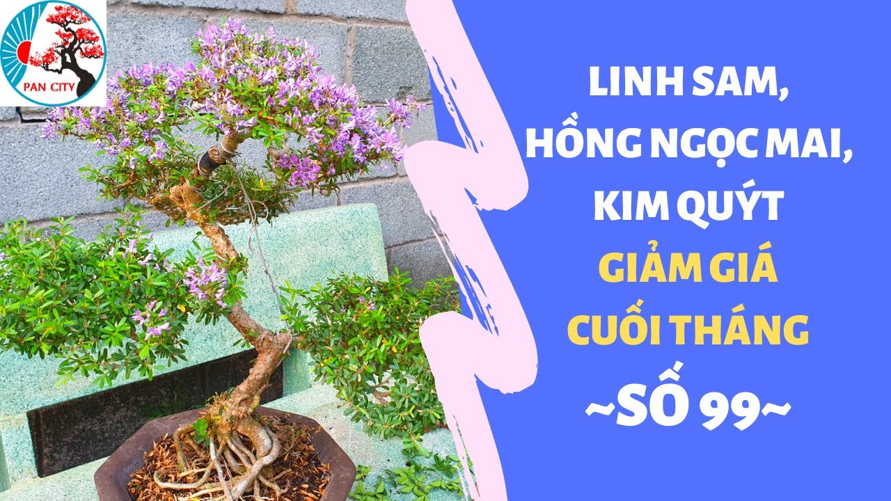 Bonsai số 99 | Linh sam siêu bông, Hồng ngọc mai, kim quýt đều giảm giá cuối tháng| Pan City