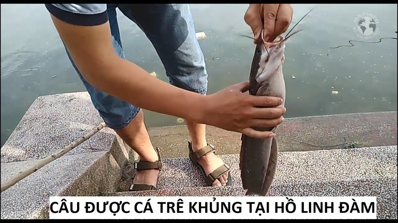 Box Thieu vlogs - Câu cá trê bằng bánh mỳ | Cá trê khủng, câu rồi thả