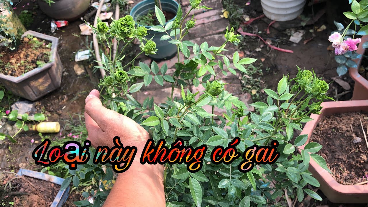 CÁC GIỐNG HOA HỒNG KHÔNG CÓ GAI.CHUẨN GARDEN TV