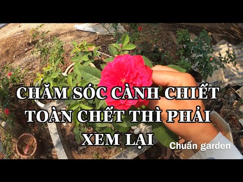 CÁCH CHĂM SÓC CÀNH CHIẾT SỐNG 100%.CHUẨN GARDEN TV