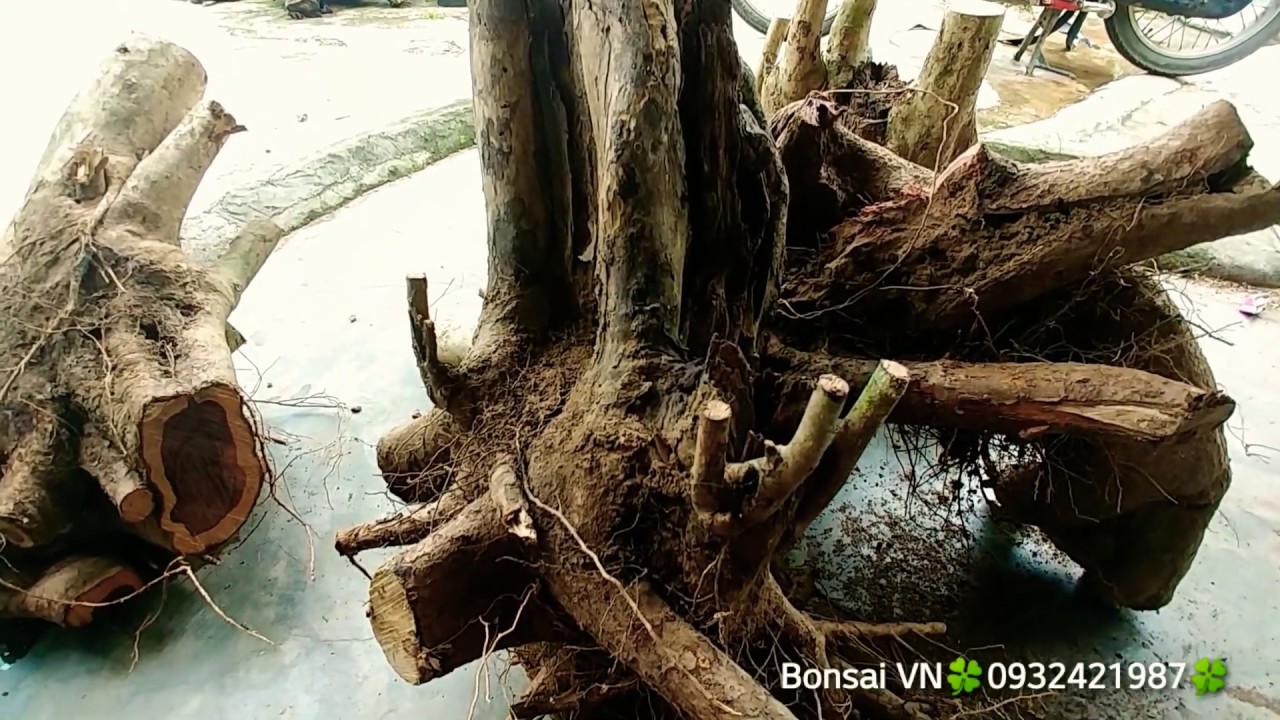 CÁCH TRỒNG PHÔI SỐNG NHIỀU NHẤT - BONSAI VN