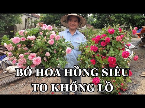 CÀNH CHIẾT HOA HỒNG NGOẠI VÀ CÁCH CHĂM SÓC CÀNH CHIẾT MÙA THU.CHUẨN GARDEN TV