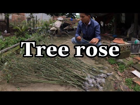 CÀNH CHIẾT TREE ROSE HỒNG CỔ.CHUẨN GARDEN TV