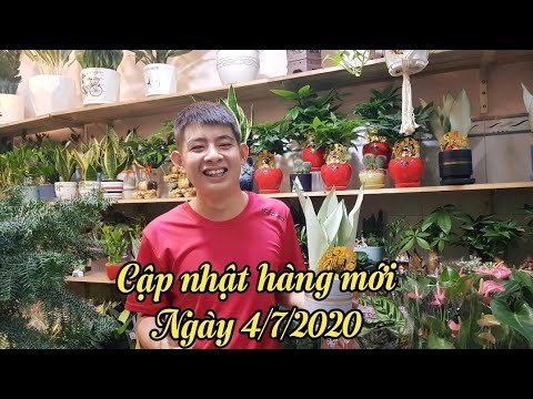 CẬP NHẬT HÀNG MỚI NGÀY 4/7/2020 TẠI CỬA HÀNG