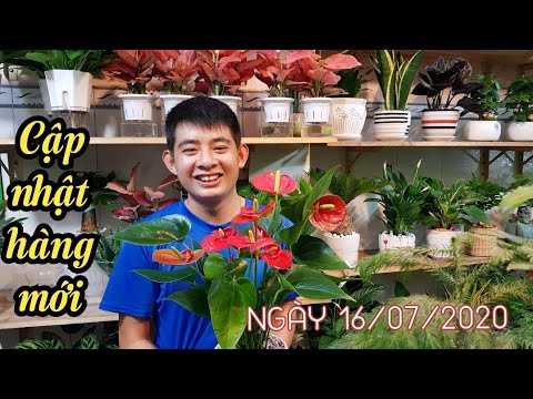 CẬP NHẬT HÀNG NGÀY 16/07/2020