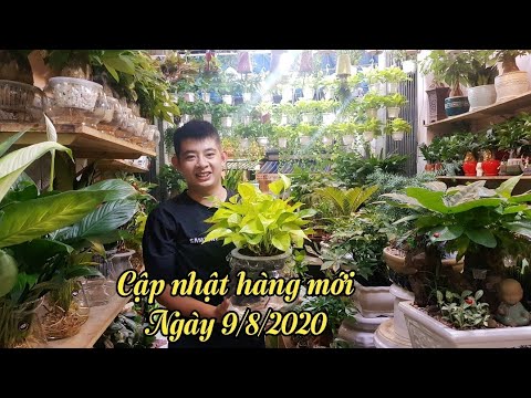 CẬP NHẬT HÀNG NGÀY 9/8/2020