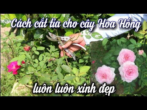 CẮT TỈA ĐỂ BÓN PHÂN CHO HOA HỒNG •Tập 1.cắt tỉa cành